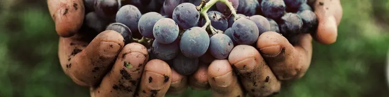 Organic vs. Biodynamic: what you need to know - Onshore Cellars