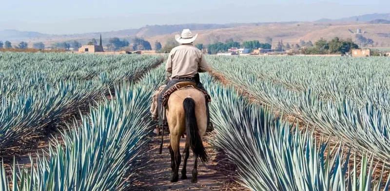 Tequila slams the summer - Onshore Cellars