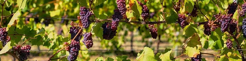 Vintage Variation - Onshore Cellars
