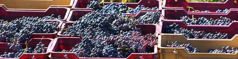 Our collection of Catalonia - Find this at Onshore Cellars your yacht wine supplier