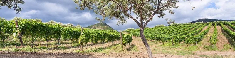 Our collection of Sicily - Find this at Onshore Cellars your yacht wine supplier