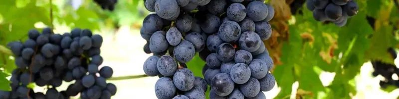 Amarone della Valpolicella DOCG - Onshore Cellars