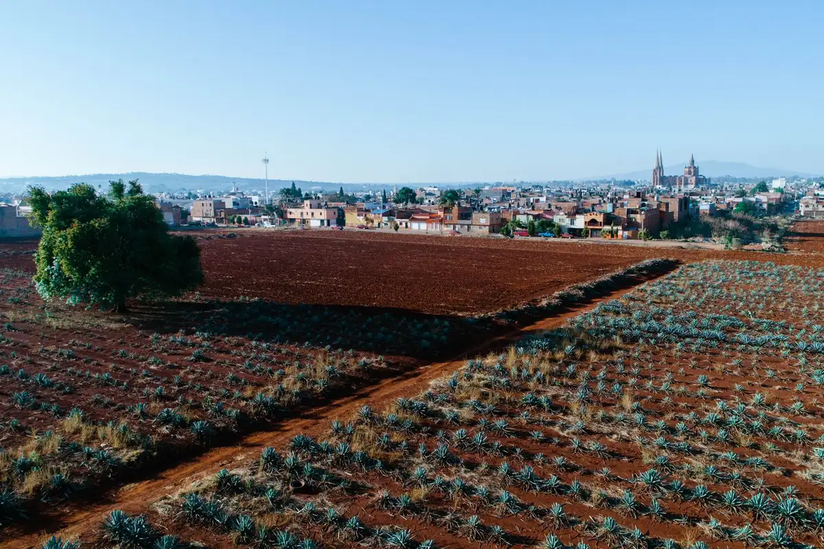 Agave field (illustrative picture, not the producer)
