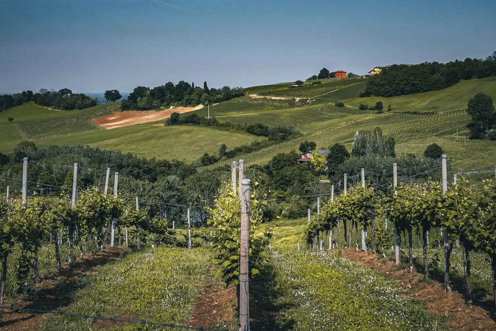 Vineyard landscape (illustrative picture)