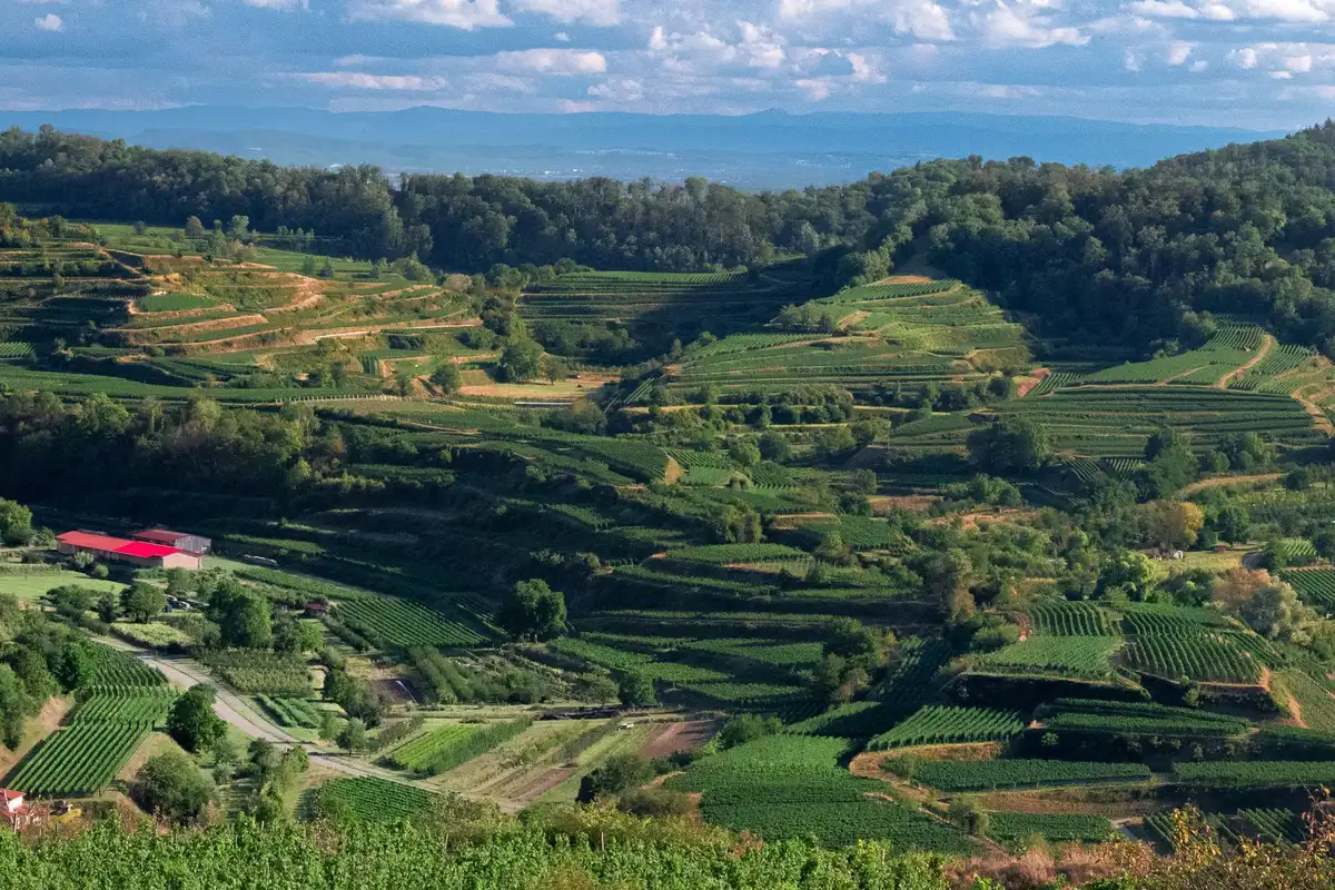 Vineyard landscape (illustrative picture)