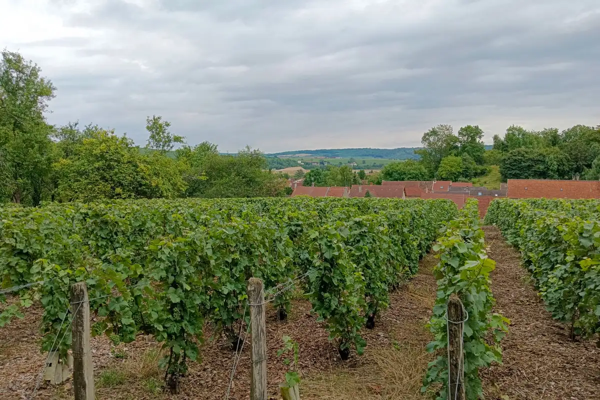 Vineyard landscape (illustrative picture)