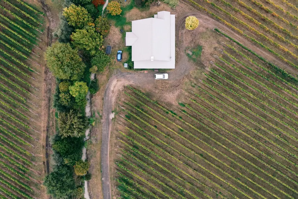 Vineyard landscape (illustrative picture)