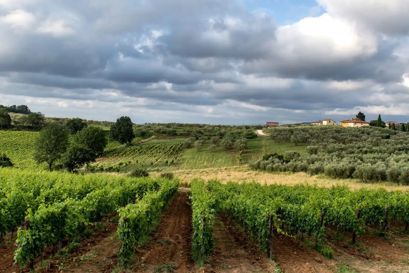 Vineyards in Tuscany, Italy