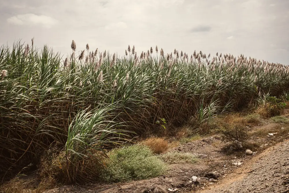 Sugar cane field (illustrative picture, not the producer)