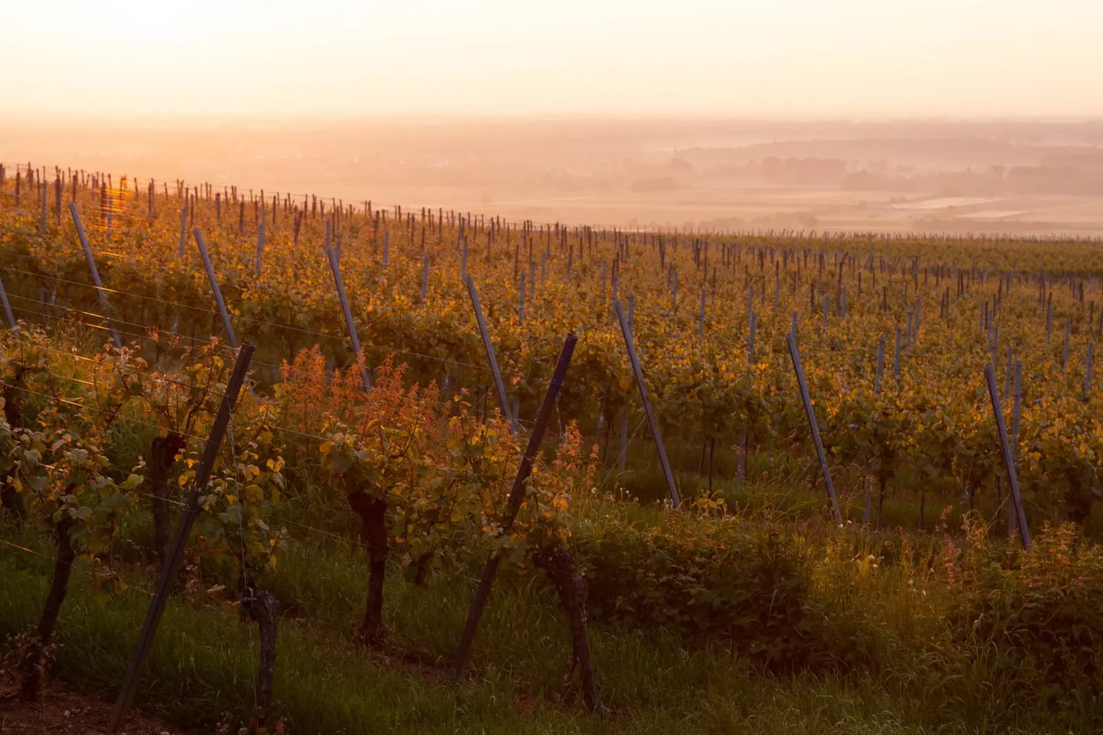 Vineyard landscape (illustrative picture)