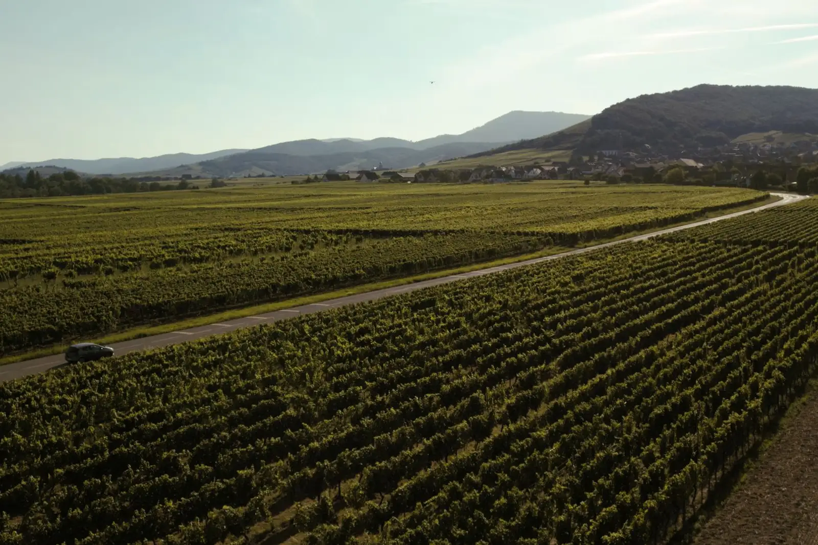 Vineyard landscape (illustrative picture)