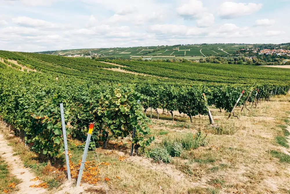 Vineyard landscape (illustrative picture)