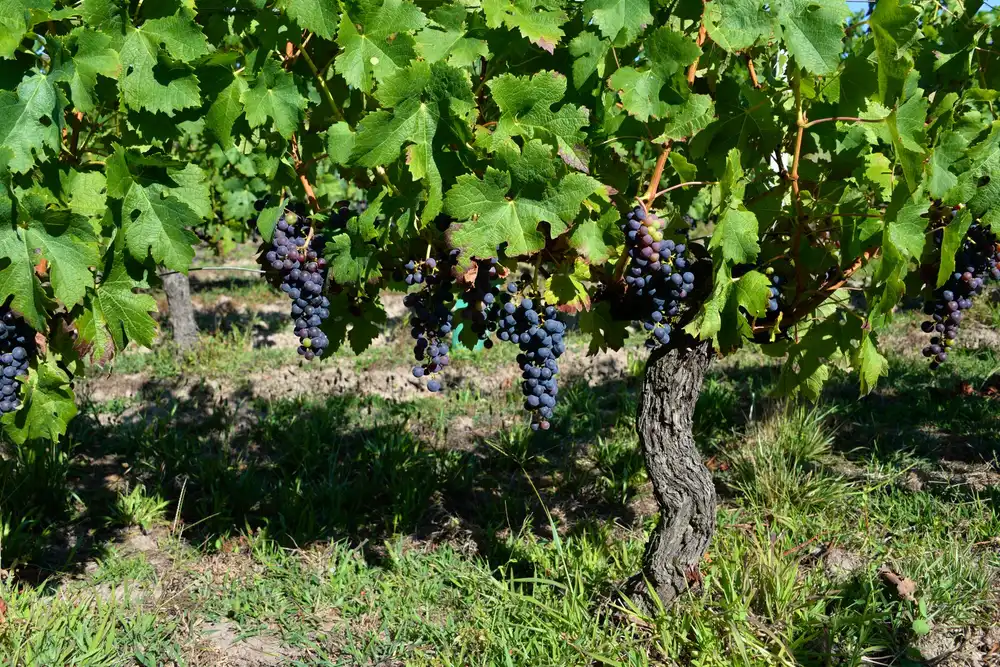 Vineyard landscape (illustrative picture)