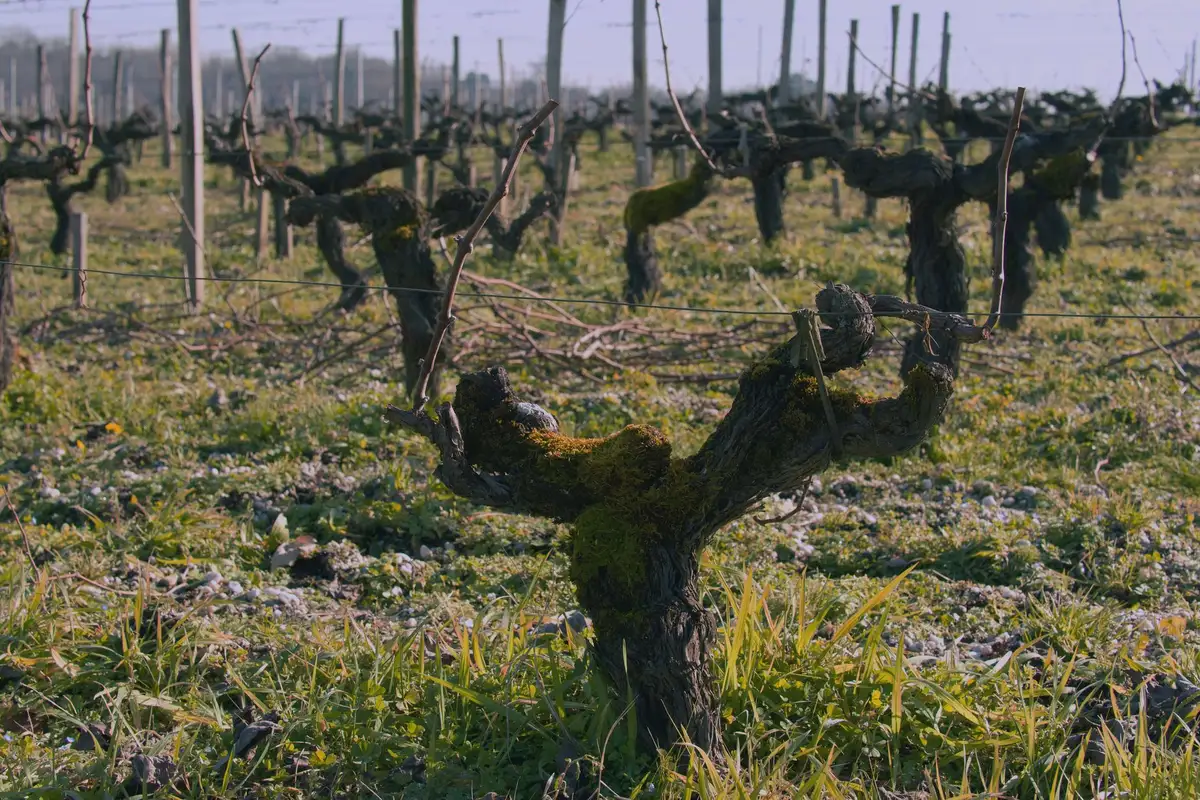 Vineyard landscape (illustrative picture)
