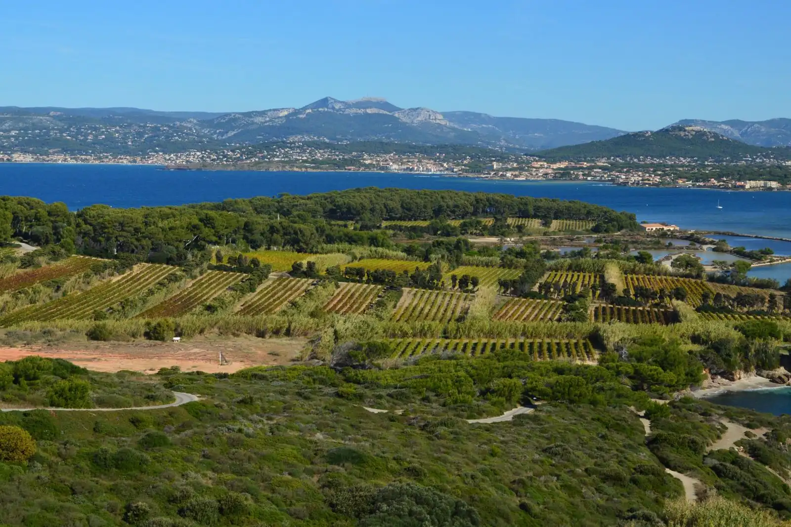 Vineyard landscape (illustrative picture)