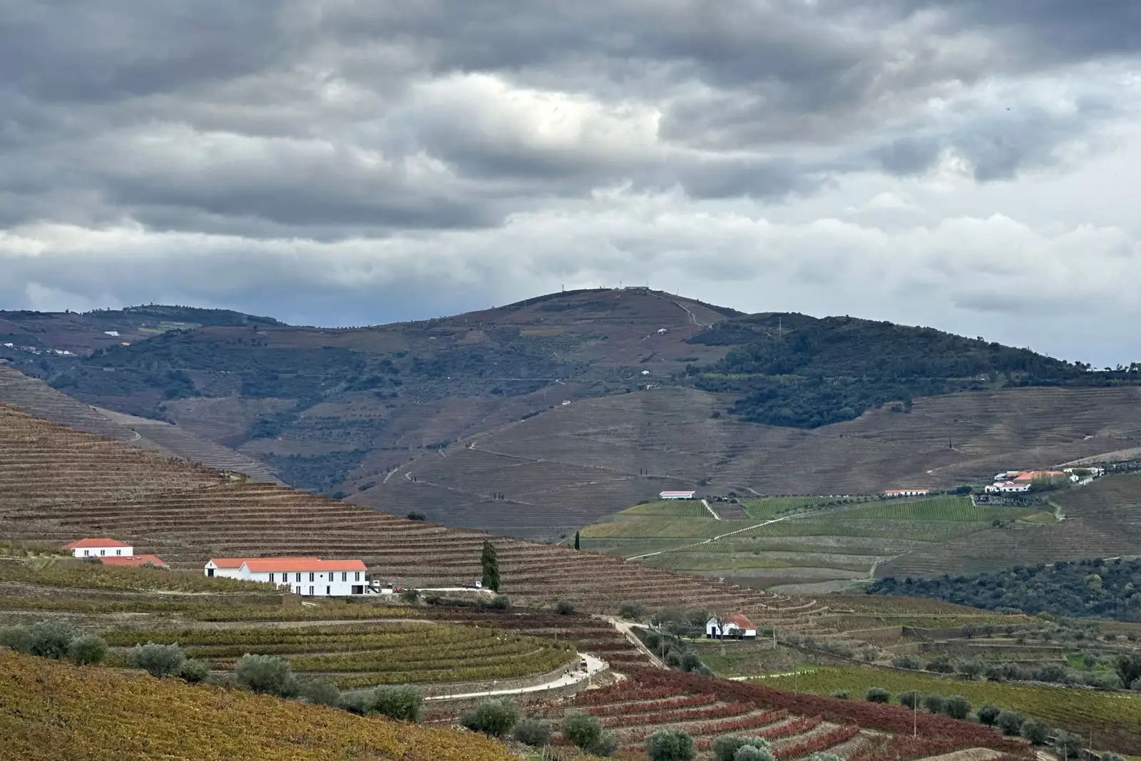 Vineyards in Douro, Portugal
