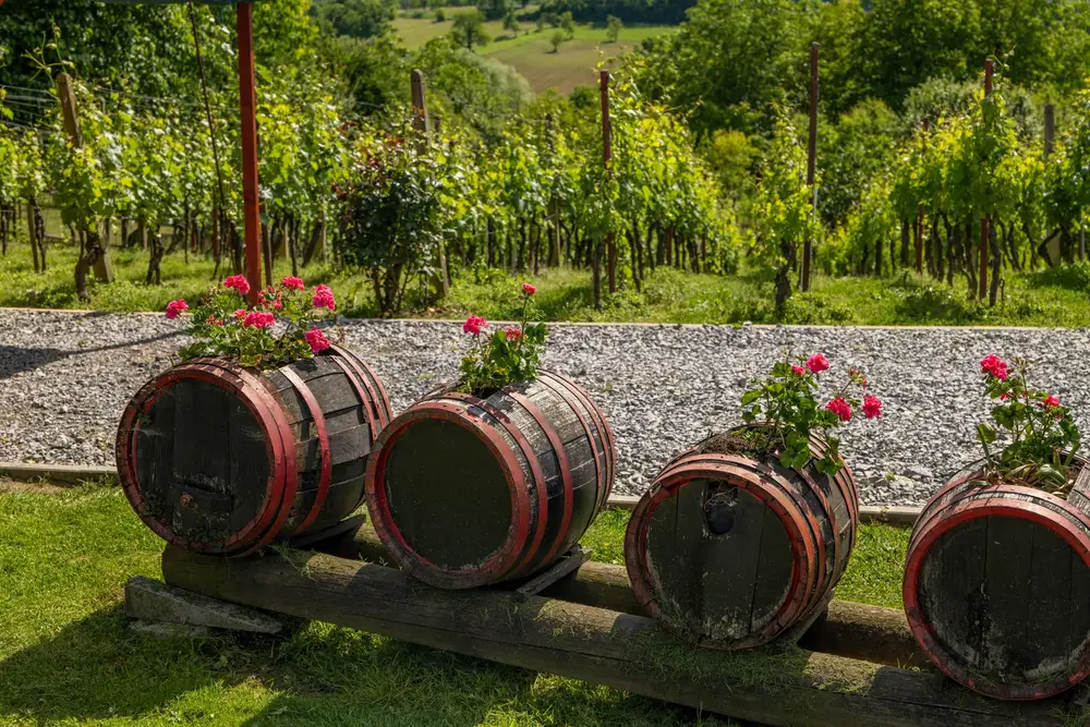 Vineyard landscape (illustrative picture)