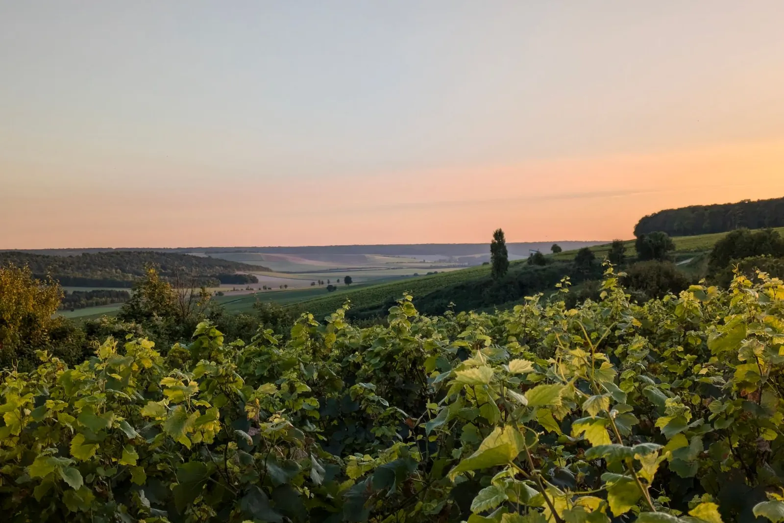 Vineyard landscape (illustrative picture)
