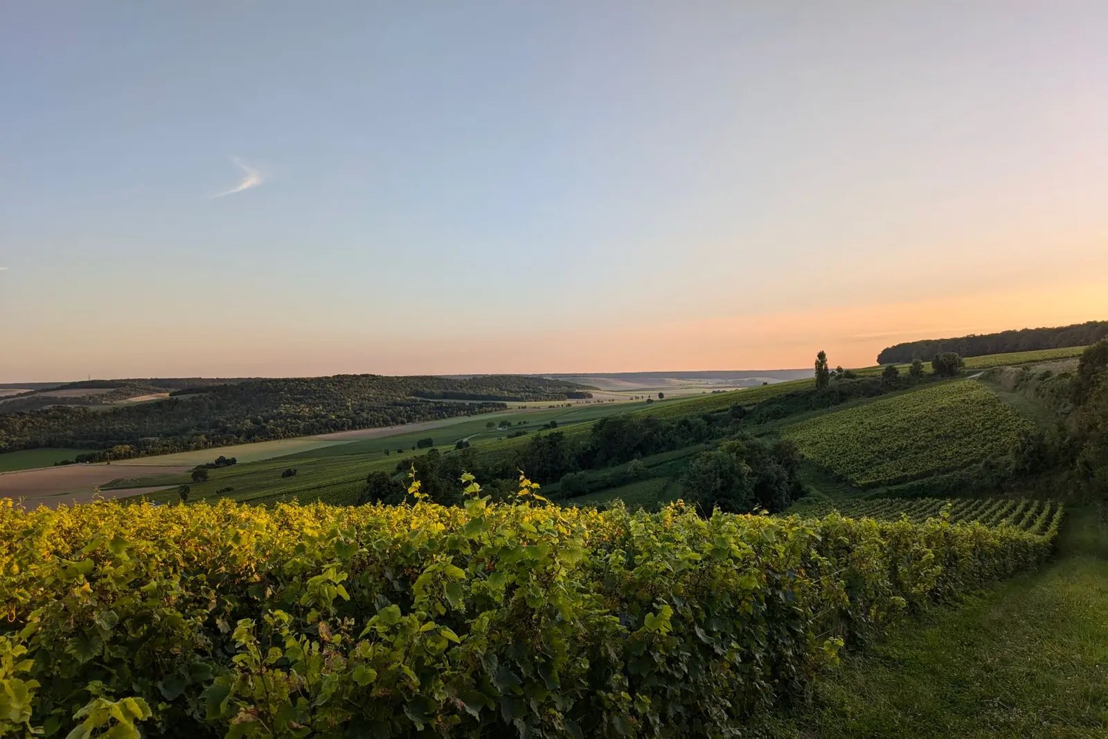 Vineyard landscape (illustrative picture)