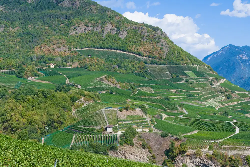 Vineyards in Rhone, France