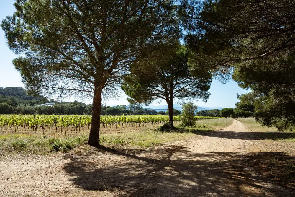 Vineyards in Provence, France