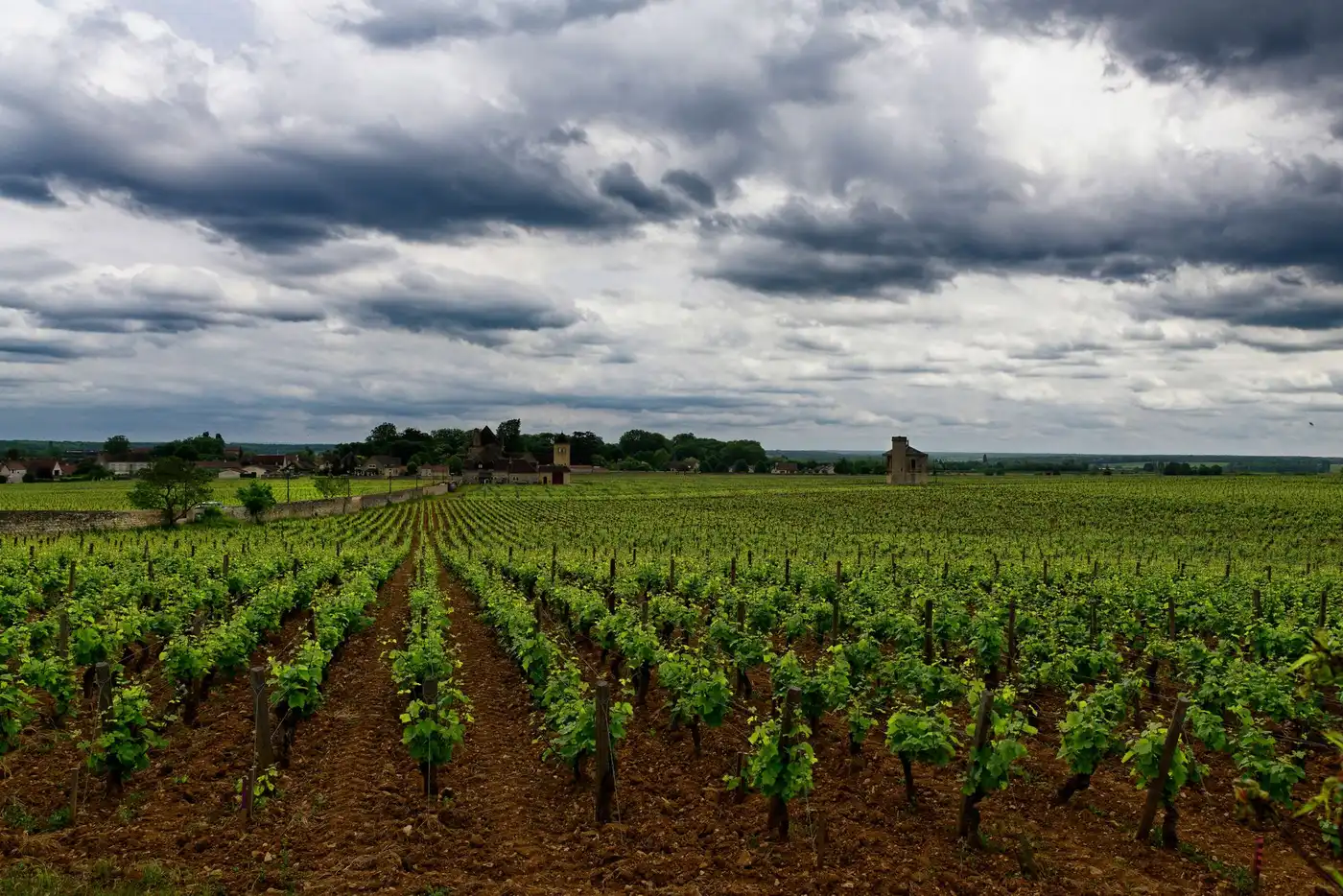Vineyard landscape (illustrative picture)