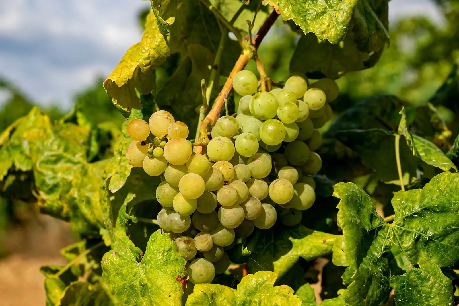 Vineyard landscape (illustrative picture)