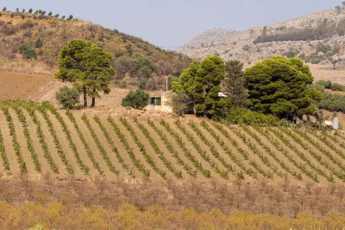 Vineyard landscape (illustrative picture)