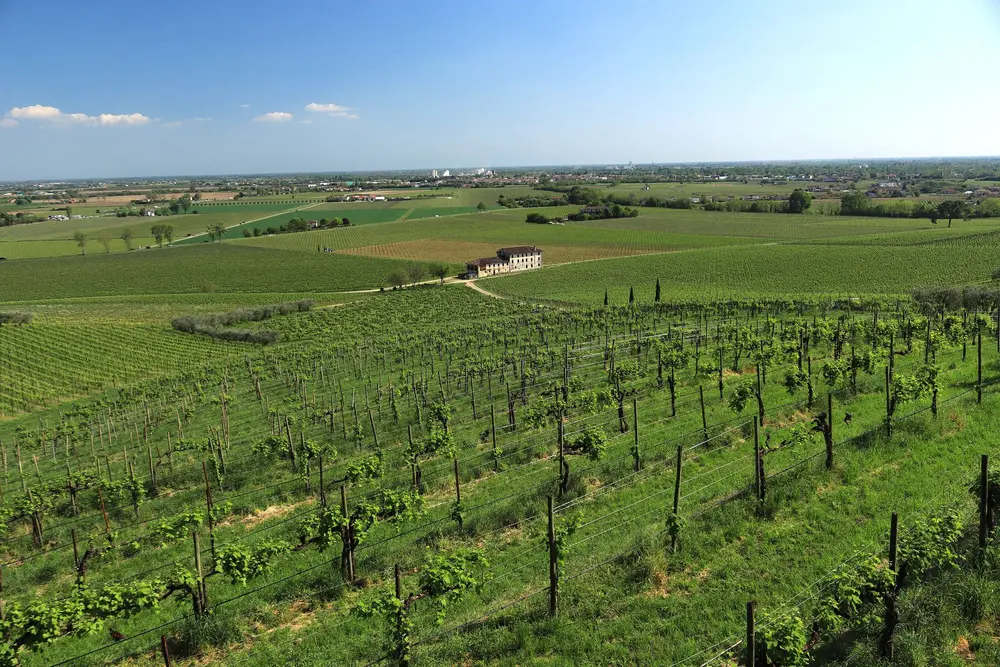 Vineyard landscape (illustrative picture)