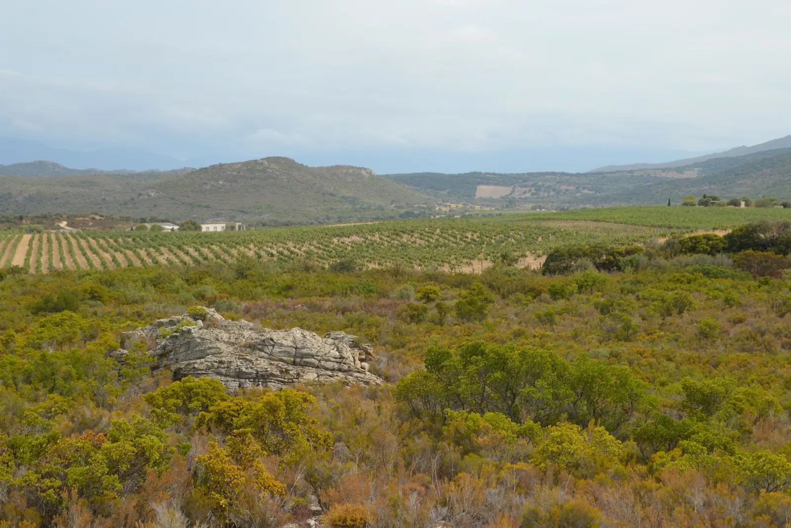 Vineyards in Corsica, France
