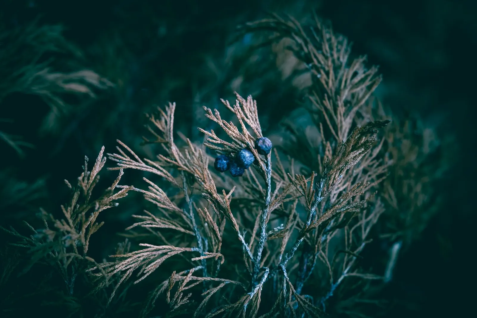Gin botanicals (illustrative picture, not the producer)