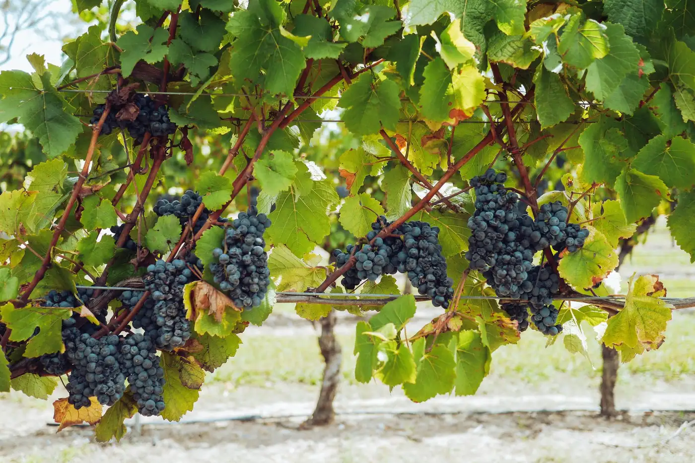 Vineyard landscape (illustrative picture)