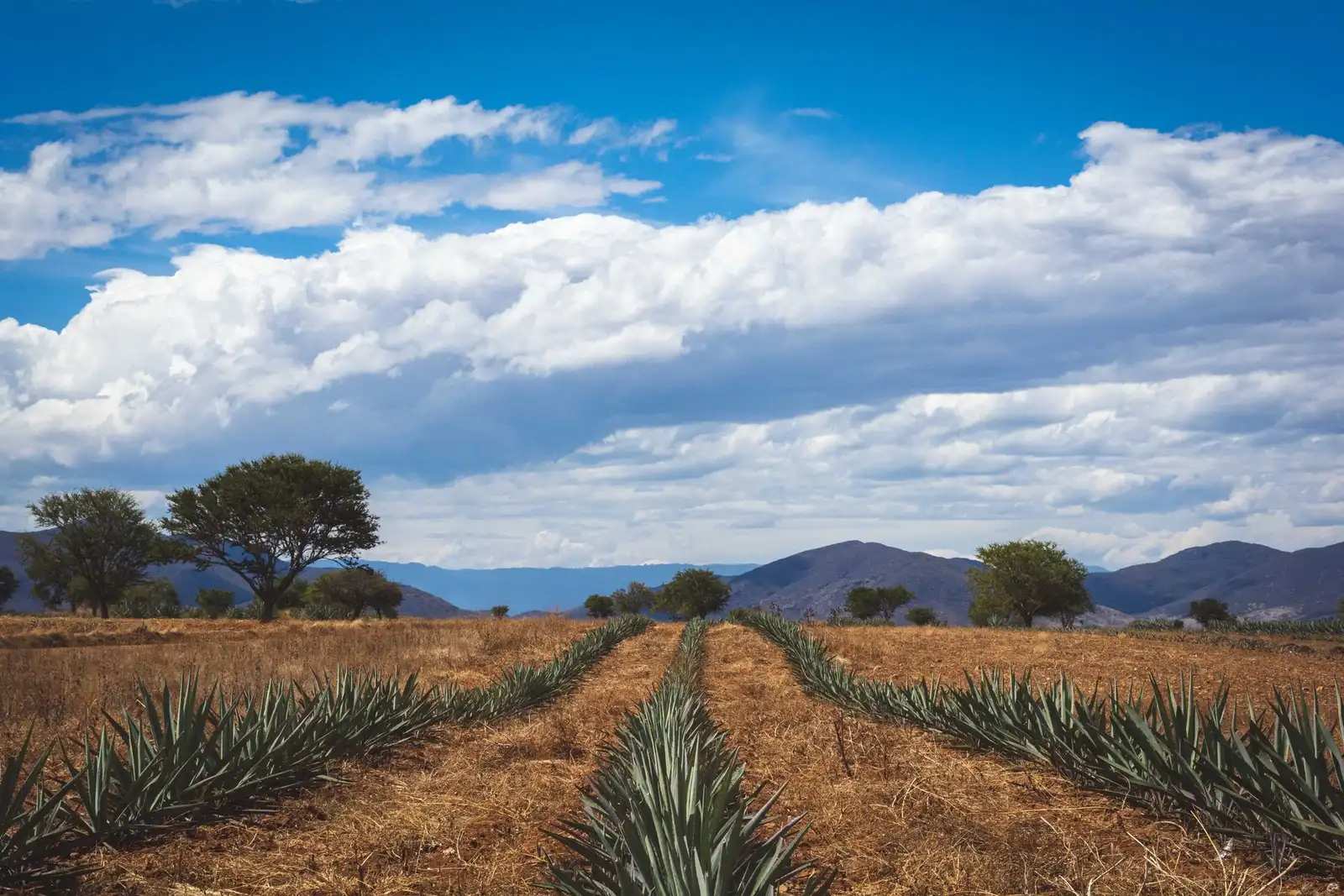 Agave field (illustrative picture, not the producer)