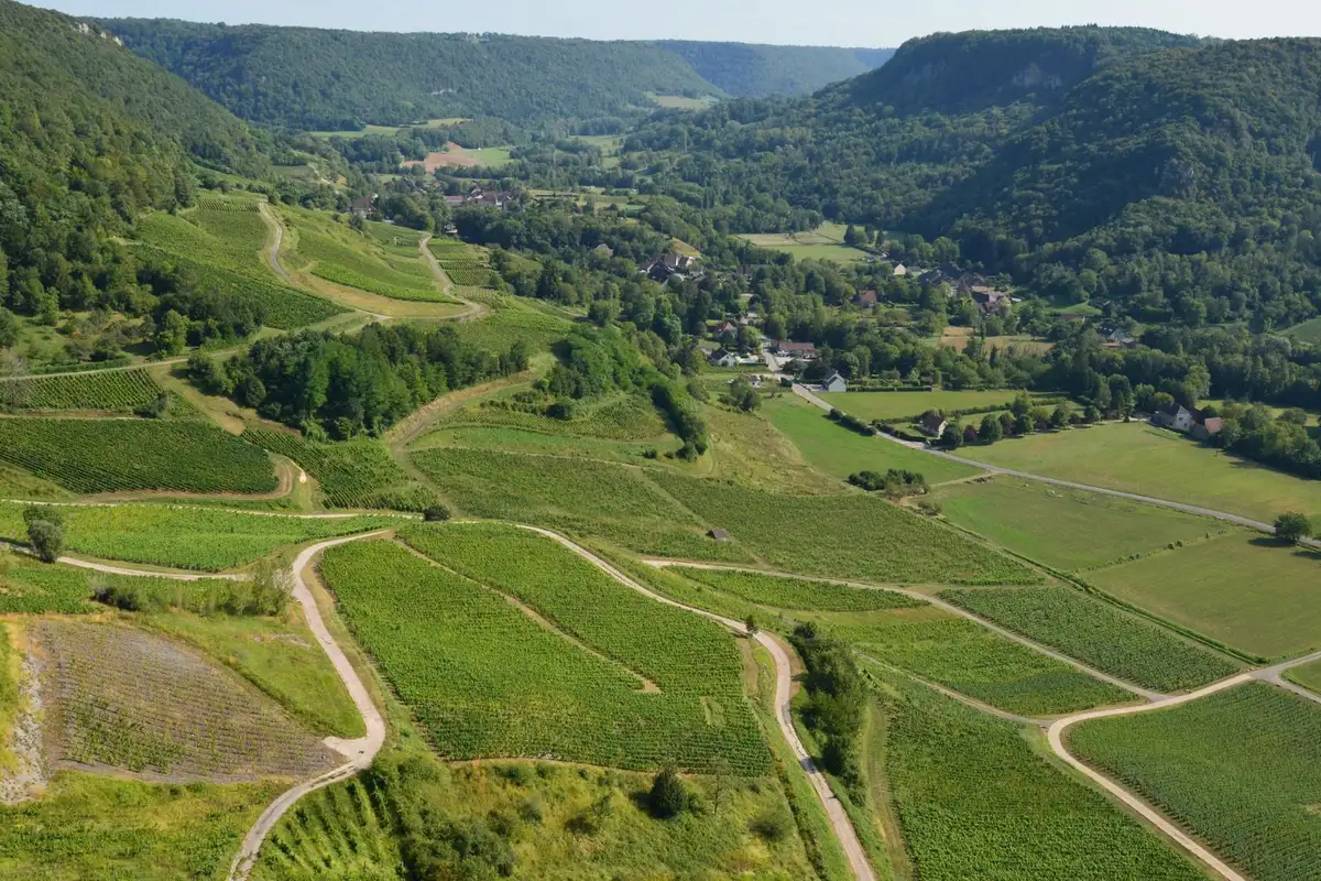 Vineyard landscape (illustrative picture)
