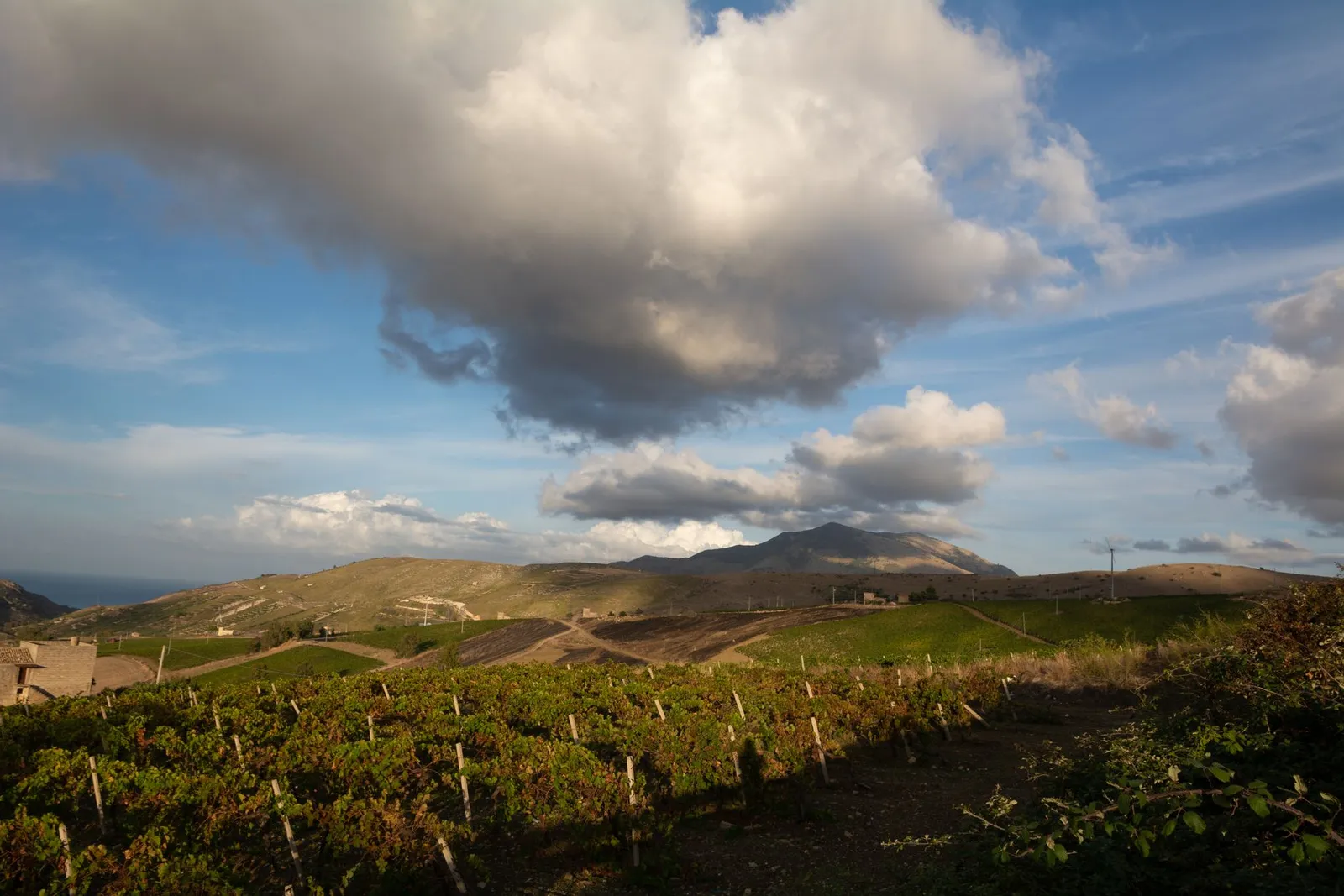 Vineyard landscape (illustrative picture)