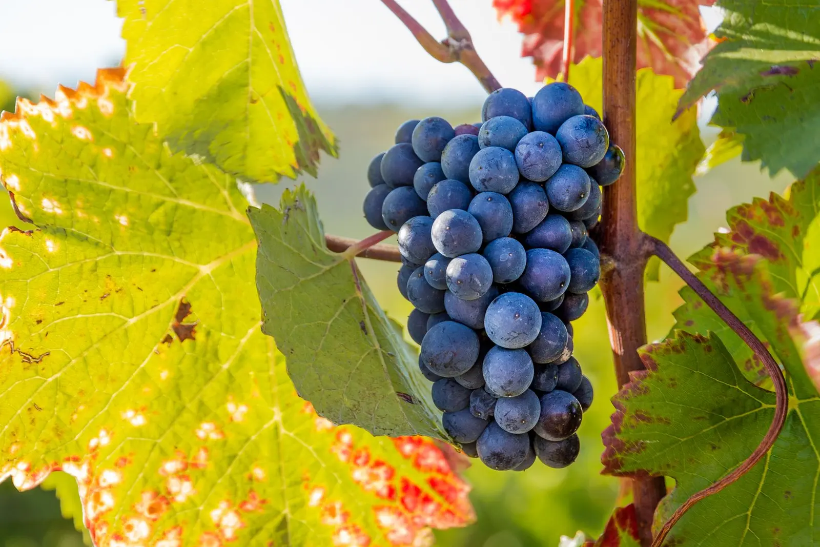 Vineyard landscape (illustrative picture)