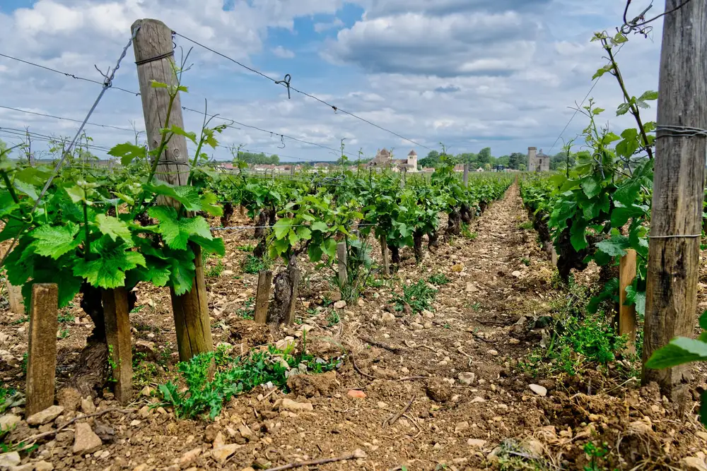 Vineyards in Burgundy, France