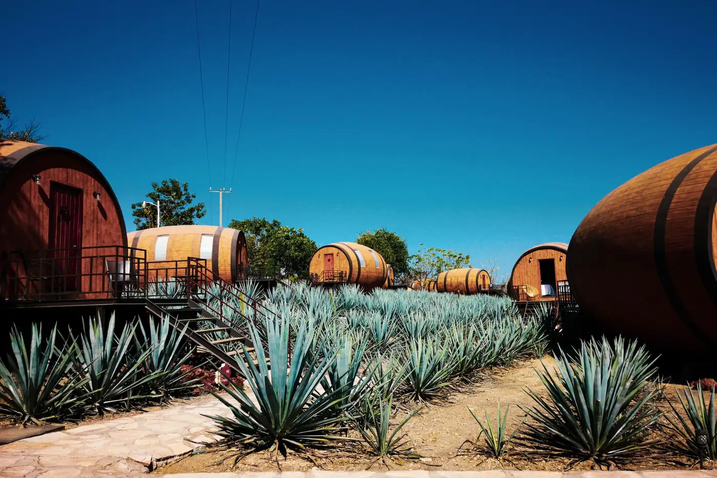 Agave field (illustrative picture, not the producer)