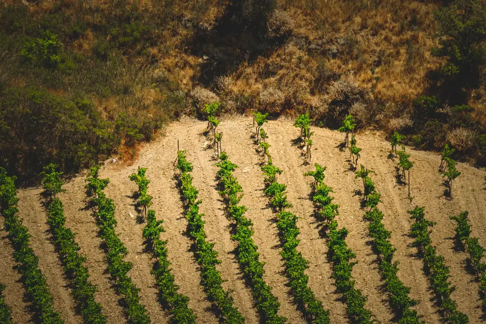 Vineyard landscape (illustrative picture)