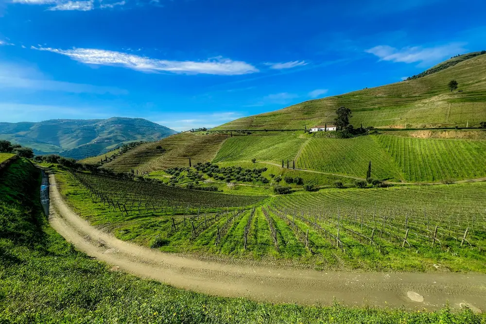 Vineyard landscape (illustrative picture)