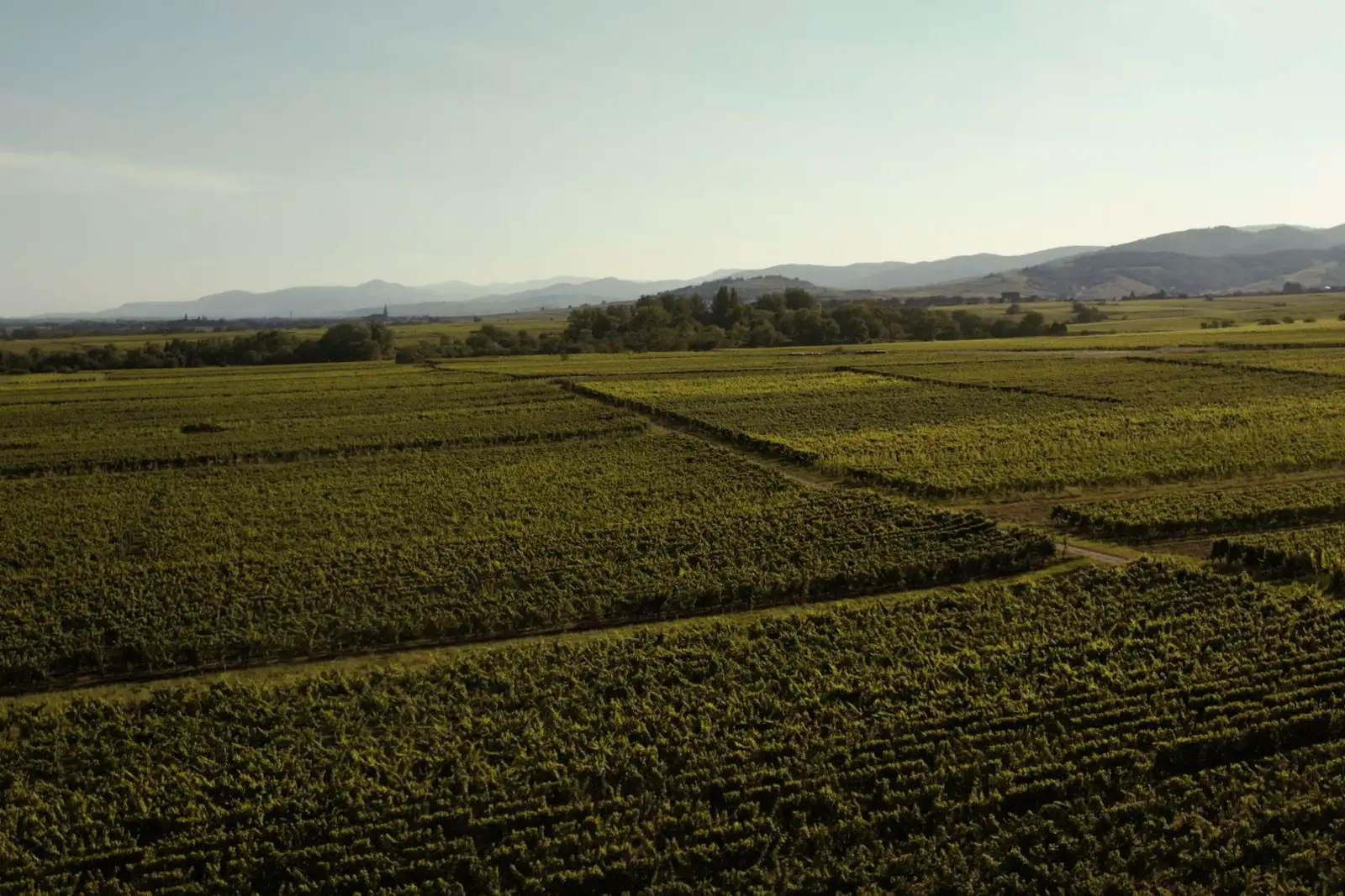 Vineyard landscape (illustrative picture)