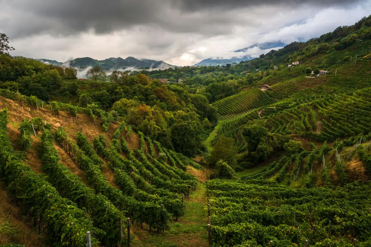 Vineyard landscape (illustrative picture)