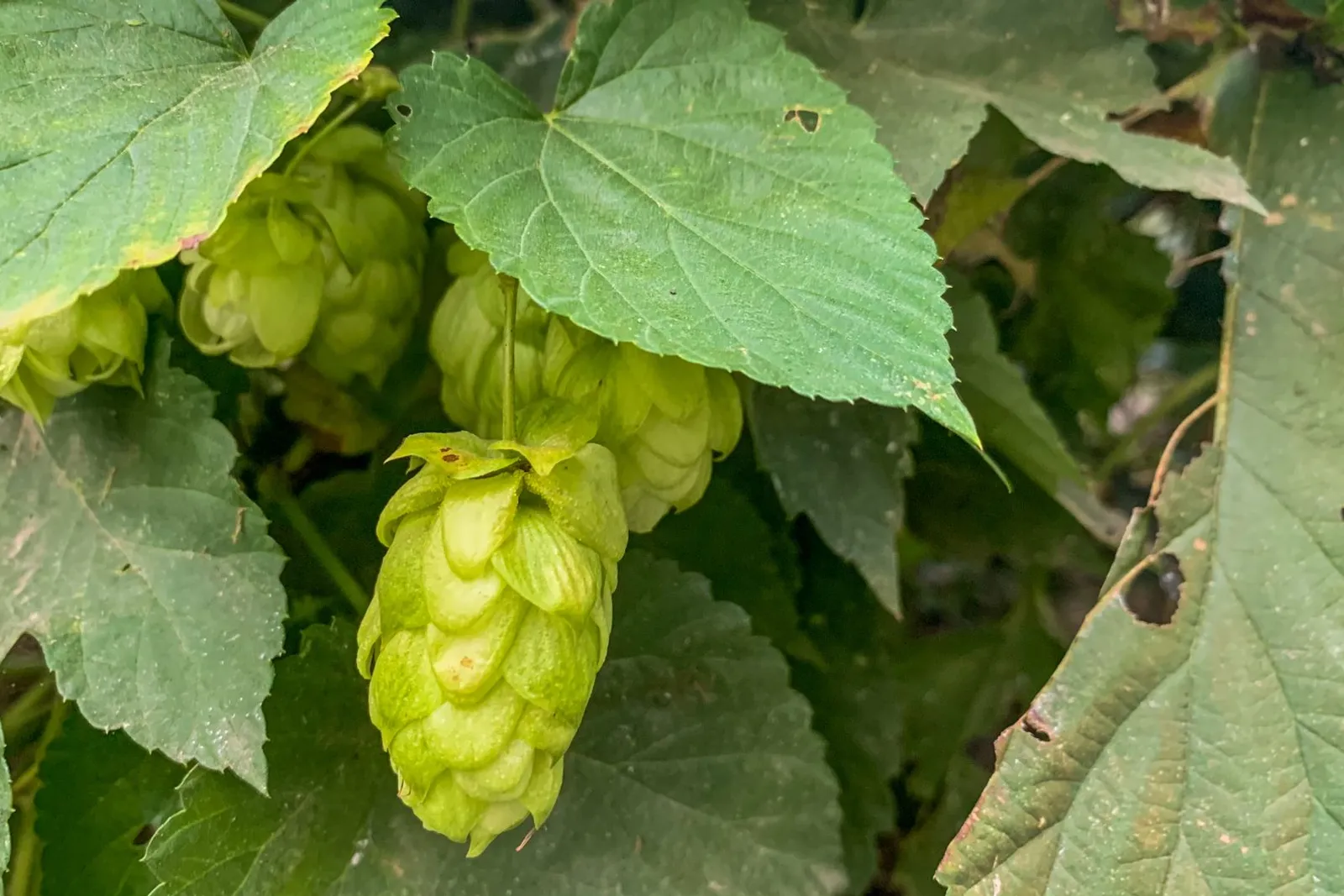 Hop field (illustrative picture, not the producer)