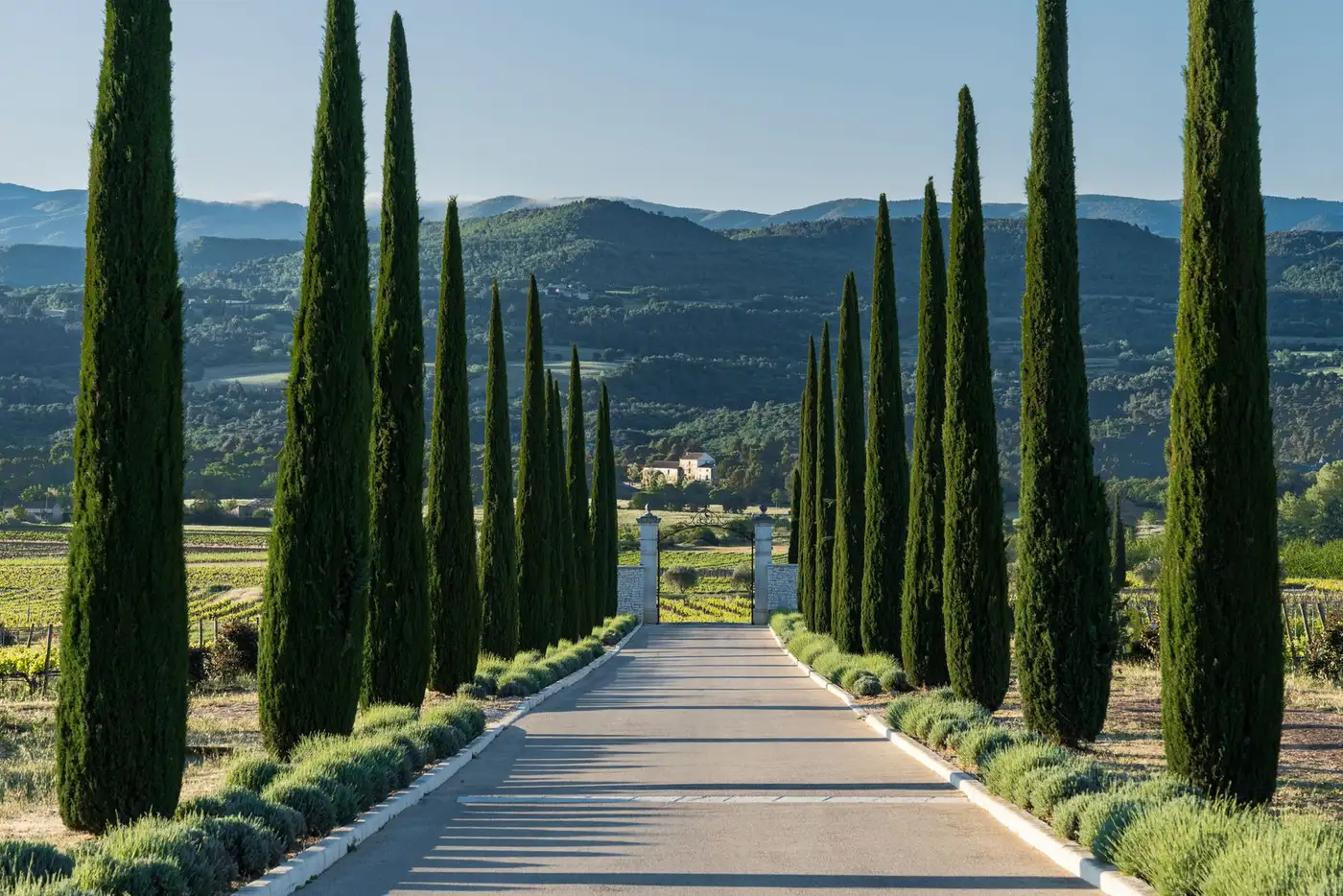 Vineyards in Provence, France