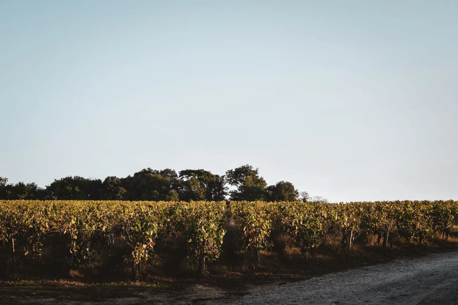 Vineyard landscape (illustrative picture)