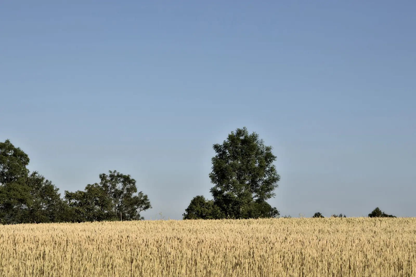 Wheat field (illustrative picture, not the producer)