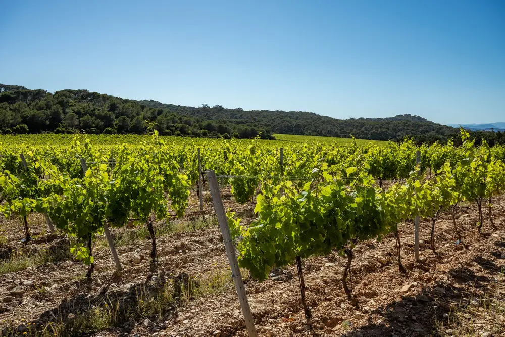 Vineyards in Provence, France