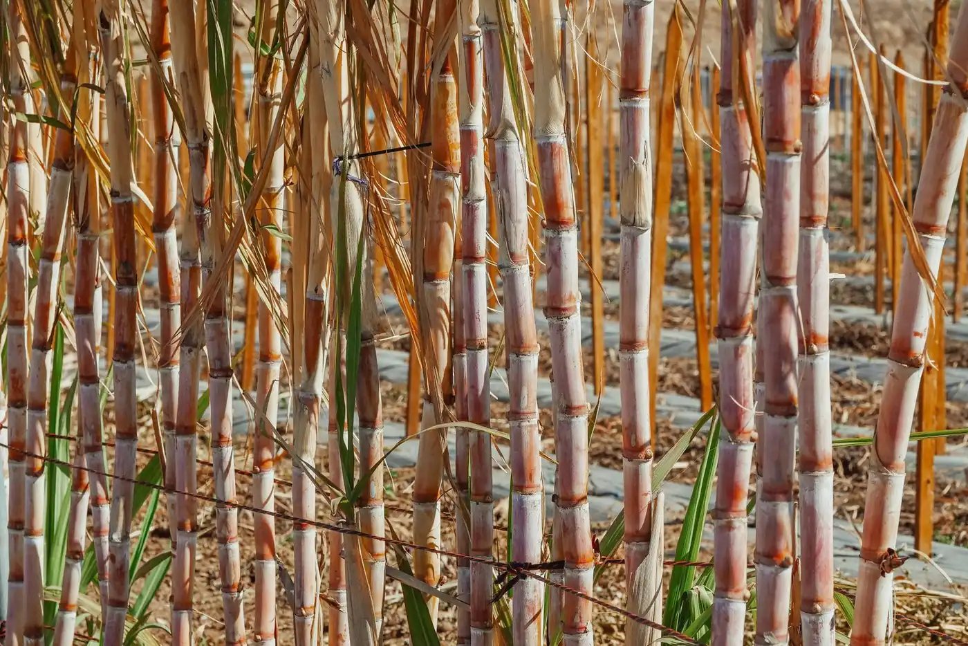 Sugar cane field (illustrative picture, not the producer)