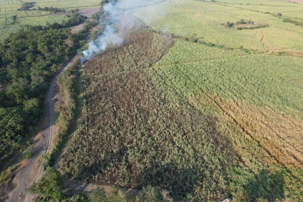 Sugar cane field (illustrative picture, not the producer)