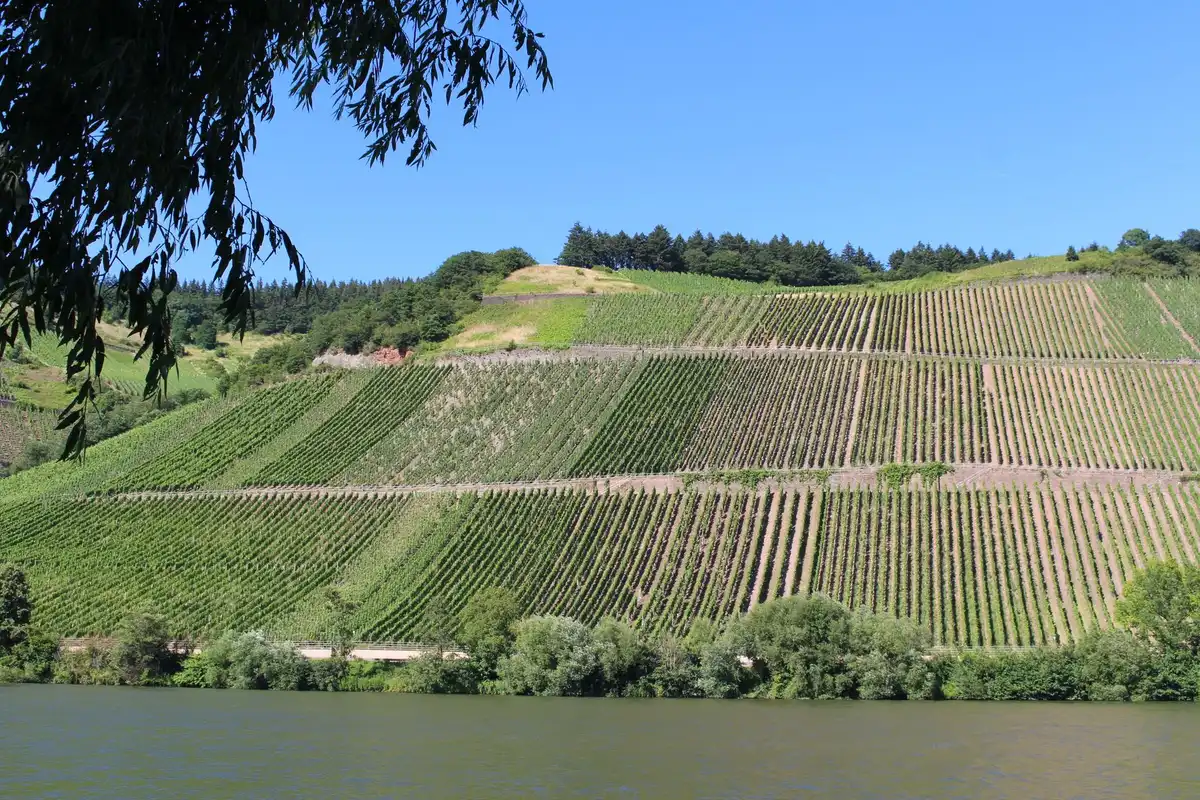 Vineyards in Mosel, Germany
